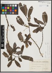 Foto von Salix appendiculata Vill. x Salix purpurea L.